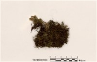 藏品(樹雉尾苔)的圖片